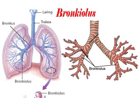 Fungsi Bronkus Pada Sistem Pernapasan Homecare24