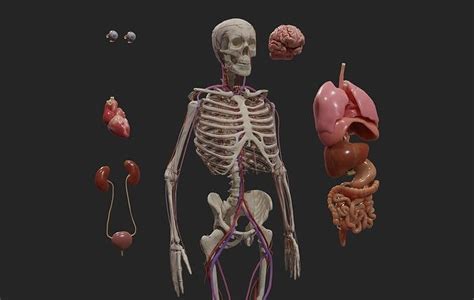 3D Model Human Body Anatomy With Circulatory System VR AR Low Poly