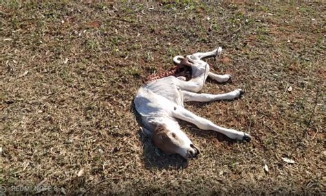 Produtor Rural Multado Em R Mil Por Maus Tratos A Animais Em