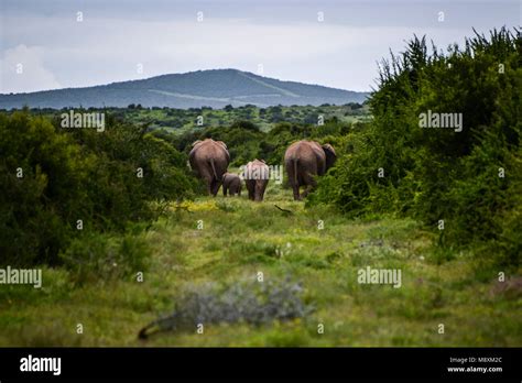 A Herd Of African Bush Elephants Loxodonta Africana In Addo Elephant