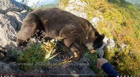 クマが上から飛んでくる衝撃動画「登山中に熊に襲われた」 現場の真相を取材 司法書士 新保 善浩 のブログ ～横浜市港南区・磯子区～