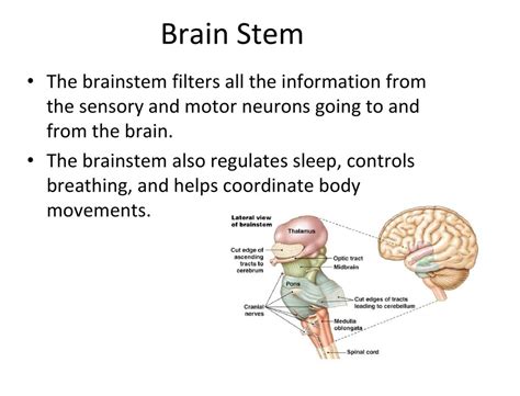 More Complex than a Computer! - ppt download