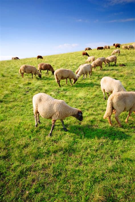 Sheep Grazing On A Hill Stock Photo Image Of Farm Blue 3177350