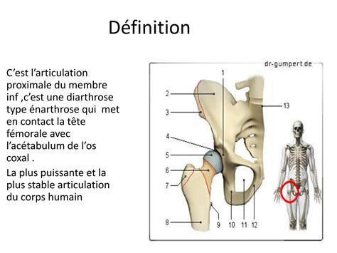 SOLUTION articulation de la hanche coxo fémoral arthrologie anatomie