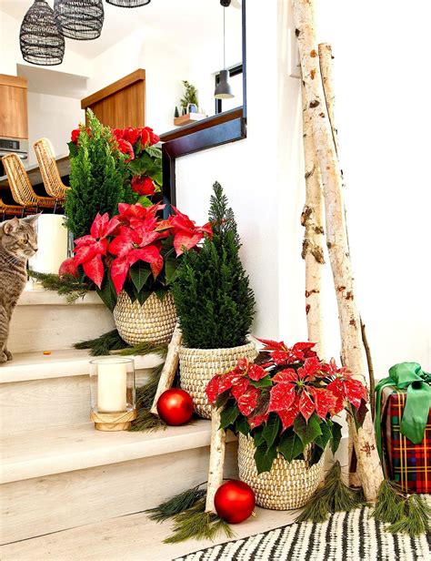 16 Pretty Ways To Display Poinsettias Throughout Your Home Poinsettia