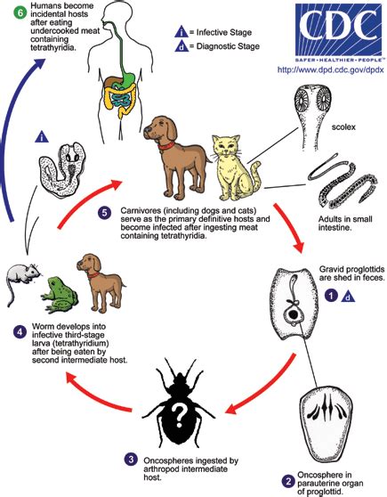 Mesocestoides Cl Nica Veterinaria Taco