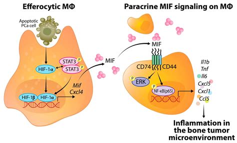 Cells Free Full Text Bone Marrow Macrophages Induce Inflammation By