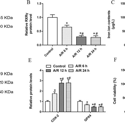 Effect Of Ar Treatment On The Expression Levels Of Ar On Rxrγ Gpx4