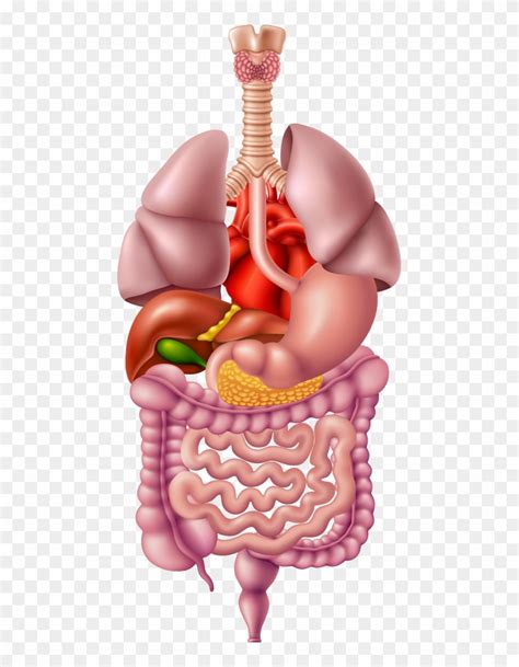 Digestive System Organs Cartoon