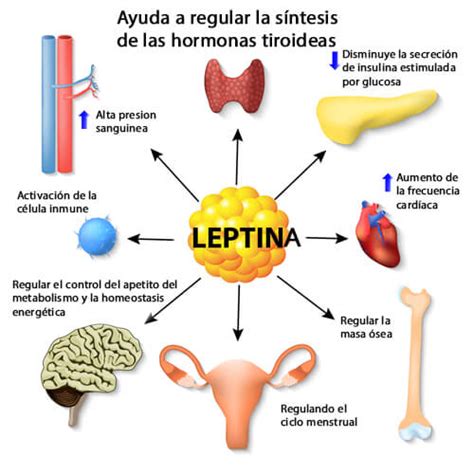 Leptina Qué Es Y Cómo Actúa — Mejor Con Salud