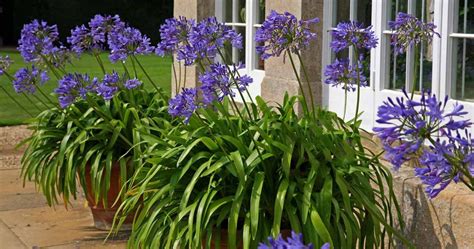 How To Plant Agapanthus In Pots 6 Simple Steps The Arches