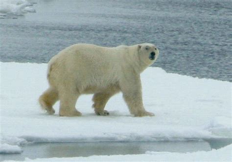 File:White polar bear animal mammal ursus maritimus.jpg