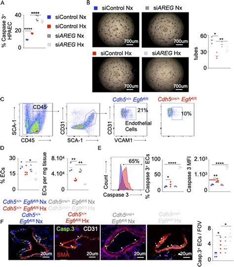 Loss Of Amphiregulin Drives Inflammation And Endothelial Apoptosis In