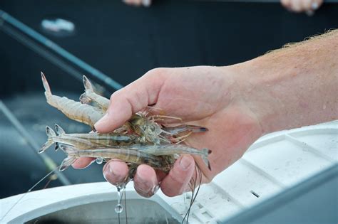 Wild Caught Shrimp Shrimp Are The States Most Valuable Fi Flickr