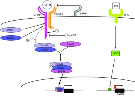 TGF β1 signaling plays a critical role in activation of HSCs hepatic