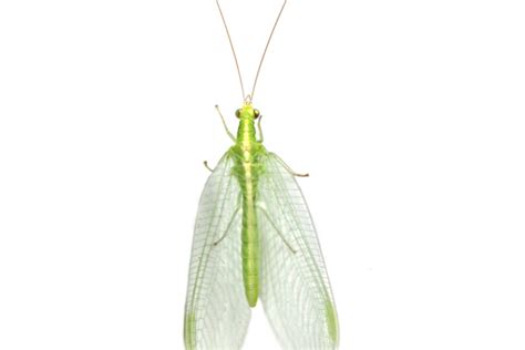 Lacewing Life Cycle: How Long Do Lacewings Live? - What's That Bug?