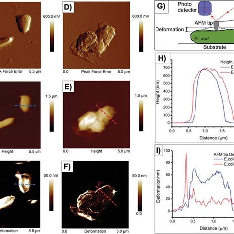 Atomic Force Microscopy AFM Images And Height Profiles Of GO