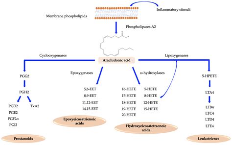 Prostaglandin I An Overview Sciencedirect Topics Off