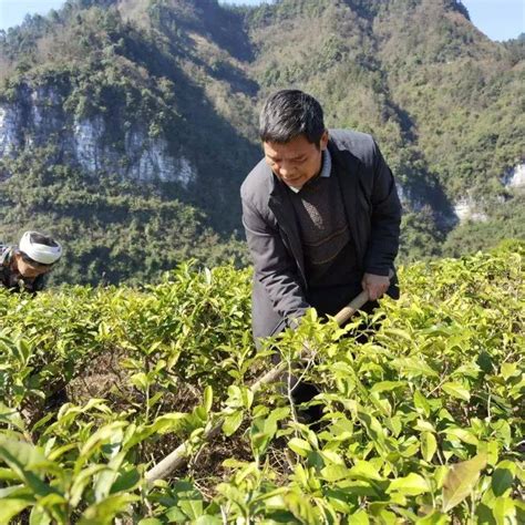 新春走基层 分水镇三星村：为盼来年茶飘香 茶园冬日管护忙茶叶丁建飞股份经济