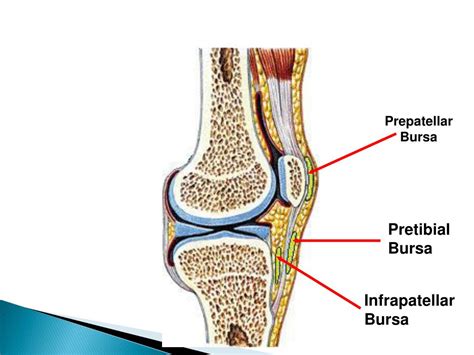 Ppt Tibial Femoral Joint Knee Powerpoint Presentation Free Download Id3391344