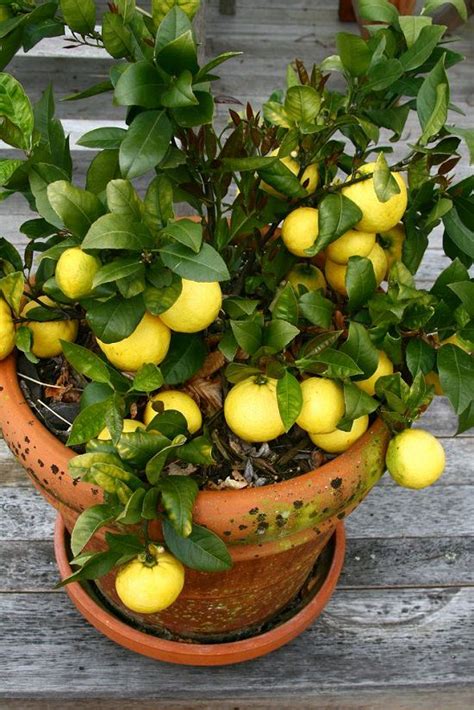 10 Best Citrus Trees For Containers Growing Citrus In Pots Nelles