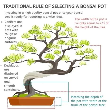 How To Choose Pot For Your Bonsai