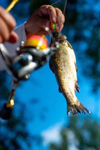 Brown Trout Being Caught In Fishing Net Fly Fishing Fisherman And