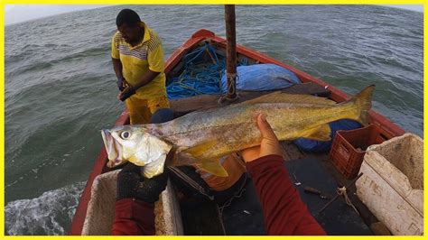 Vida Do Pescador Em Alto Mar Muita Fartura Na Pescaria Em Alto Mar