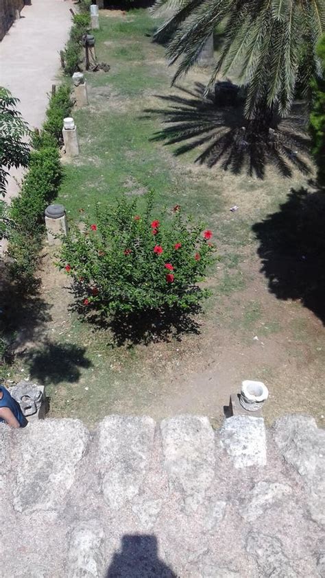 Hibiscus Rose Sinensis Tree In The Courtyard Of Arwad Castle Stock