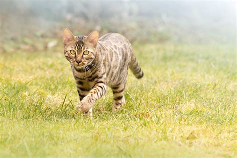 Bengal Cat walking in Grass, free photos, #1334137 - FreeImages.com