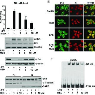 Med Suppresses Lps Induced Nf Kb Activation In Raw Cells A