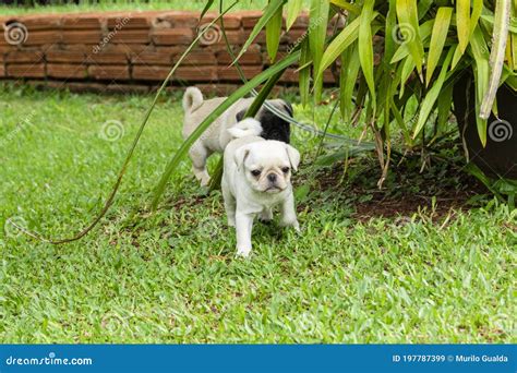 Cute Pug Puppies Playing in the Garden Stock Image - Image of bulldog ...