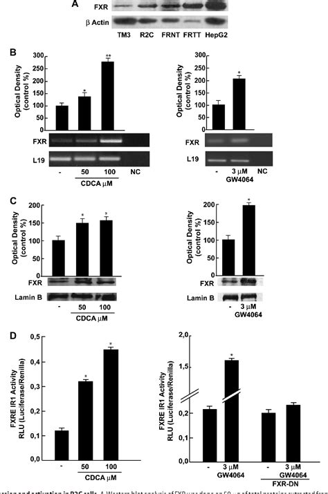 Figure 1 From Farnesoid X Receptor Through The Binding With