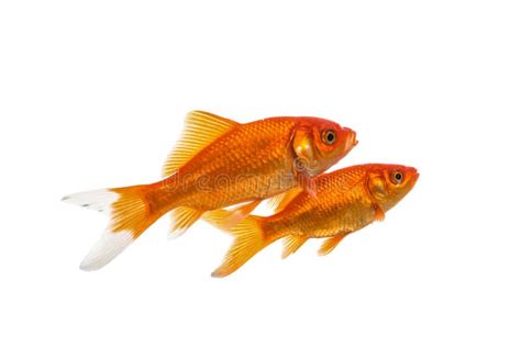 Two Swimming Goldfish Stock Image Image Of Fish Isolated 83332595