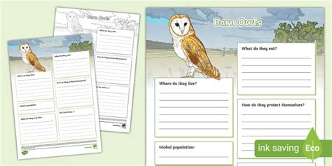 Barn Owls Fact File Template Profesor Hizo Twinkl