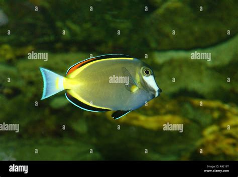 White Faced Surgeonfish Acanthurus Japonicus Stock Photo Alamy