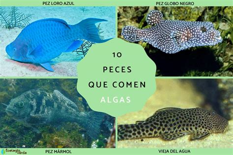 Qué peces comen algas Descubre 10 especies