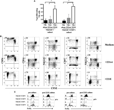 Frontiers Late Development Of Fcεrγneg Adaptive Natural Killer Cells