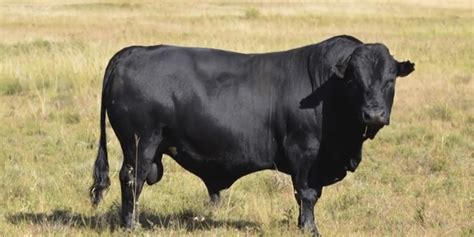 6 African Cattle Breeds With Pictures Farming Base