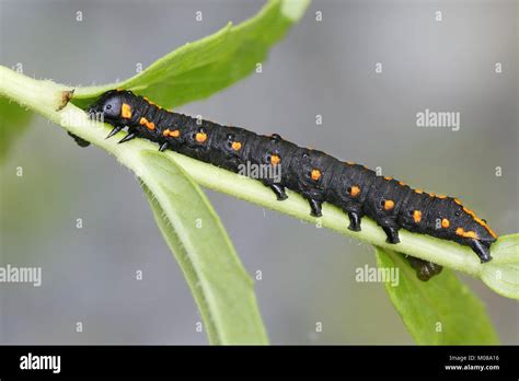 Beautiful orange and black moth caterpillar, Cucullia lucifuga Stock ...