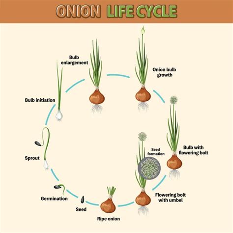 Life Cycle Strawberry Diagram Illustration Stock Vector By Brgfx 625598556