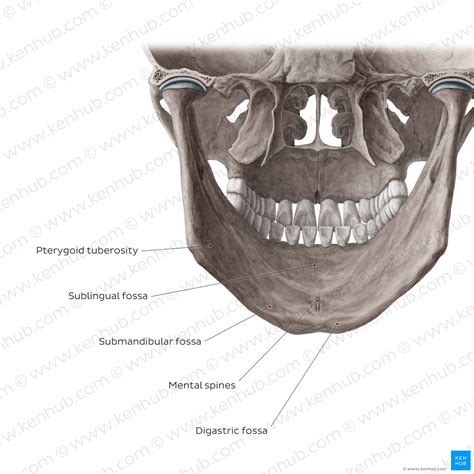 The Mandible Anatomy Structure Function Kenhub