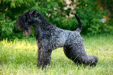 Kerry Blue Terrier Dog Breed Multiverses Journal