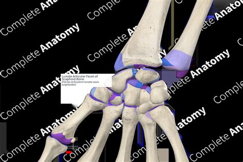 Lunate Articular Facet Of Scaphoid Bone Complete Anatomy