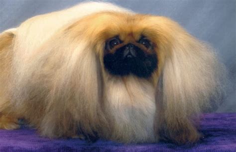 CH Yakee If Only - Pequest Pekingese