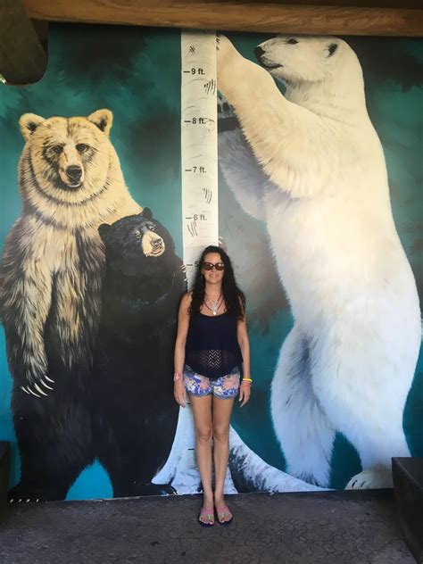 How Tall is a Polar Bear - Polar Bear Height - Zooologist