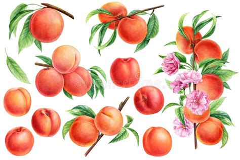 Ripe Peaches Set Fruits With Leaves And Flowers For Design Hand Drawn