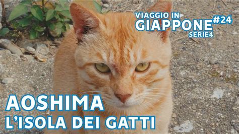 Il Paradiso Felino Di Venezia L Isola Dei Gatti Svela I Suoi Segreti