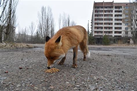 ウクライナ北部プリピャチ：チェルノブイリ原発、爆発事故から30年 写真特集：時事ドットコム