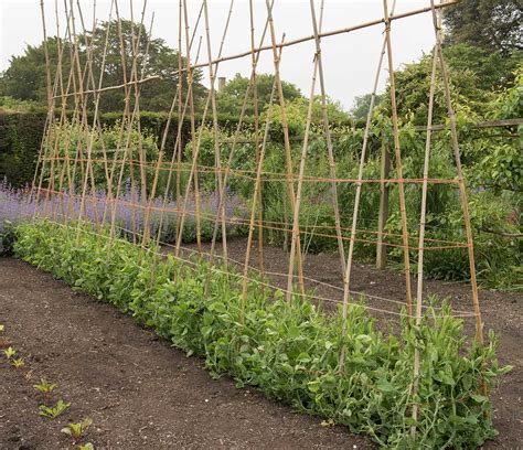 Sweet Peas How To Grow Them Plants A Z The Gardener The Gardener
